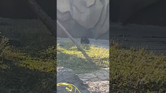 Небольшой обзор зоопарка в Ижевске от моей семьи! смотреть онлайн