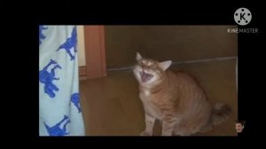 ГОВОРЮ О ПРИЛОЖЕНИИ LIKEE,ПОКАЗУЮ ТРИ ПОЗОРНЫХ ВИДЕО ДЕТЕЙ И ВЗРОСЛЫХ!!!!!