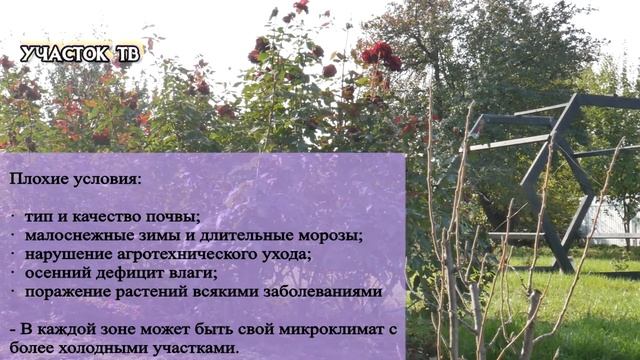 ТАБЛИЦА ЗОН МОРОЗОУСТОЙЧИВОСТИ РАСТЕНИЙ - Как Выбирать Растения по Морозоустойчивости смотреть онлайн