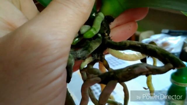 SOS Друзья помогите в спасении орхидеи от черной гнили смотреть онлайн