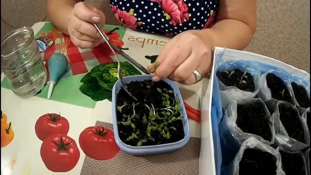 Флокс ДРУММОНДА, пикировка. Phlox Of DRUMMOND, A Pick.