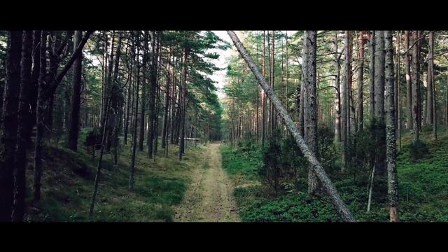 Summer in The Forest.Летний лес.Latvia. Mинута в лесу. смотреть онлайн