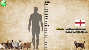 Cat Breed Size Comparison