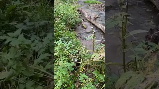Water Dogs  - Renata Gozdalska & Dacapoalfine Kennel