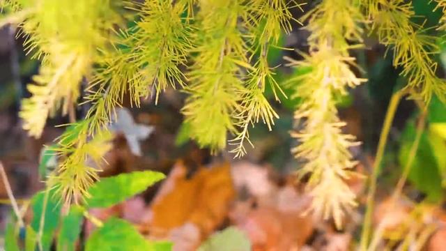 Под ветками осенней лиственницы. Осень в лесу | Футажи Красивая природа [FullHD] смотреть онлайн