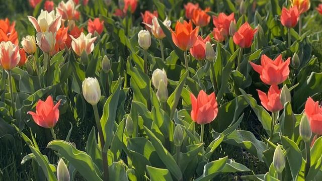 ЯРКИЕ КРАСКИ ВЕСНЫ