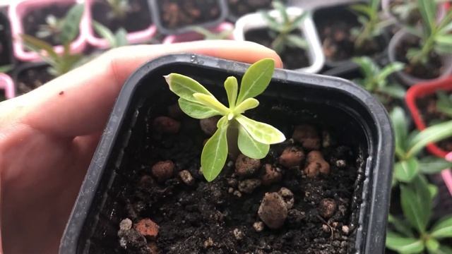 Адениум. Это вариегатность? Сеянцы со светлыми листьями. смотреть онлайн