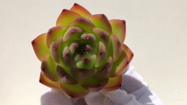 Echeveria Moonstone смотреть онлайн