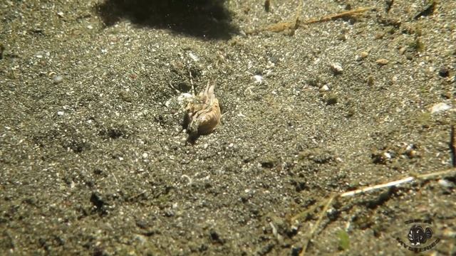 Amazing Feeding to the Bobbit Worm!!!! смотреть онлайн