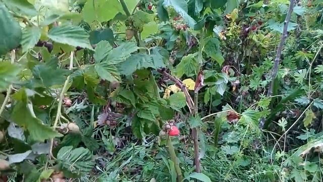 Малина-дерево "Крепыш"плодоносит смотреть онлайн