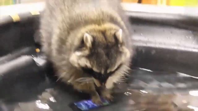 Енот в деле. Наглый, хитрый разбойник в маске против рыси, койотов, мусорных контейнеров смотреть онлайн