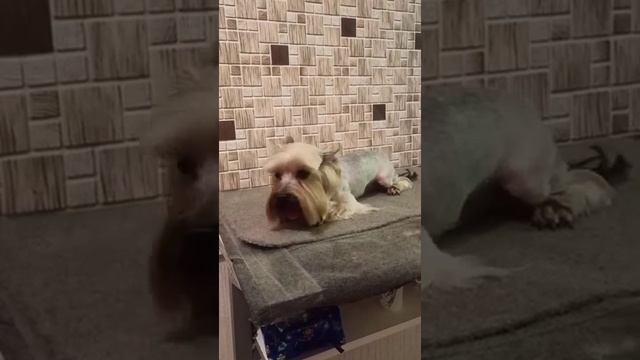 Мальчик йорка Жорик подстригся. / стрижка собак. смотреть онлайн