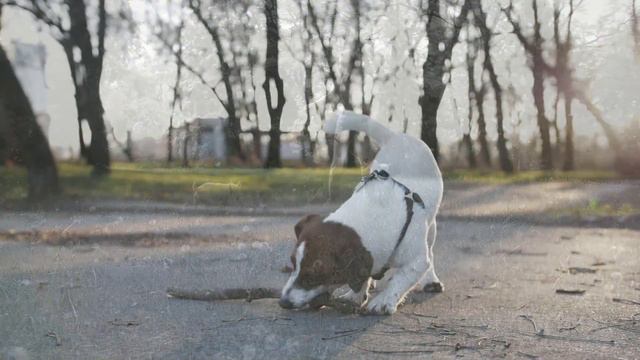 When do Jack Russells stop chewing смотреть онлайн