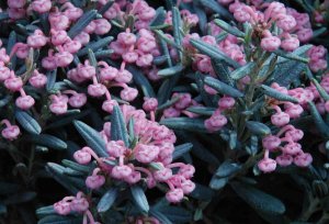 «Андромеда-Подбел» РЕЛАКС АРТ-ТЕРАПИЯ ИМПРОВИЗАЦИЯ композитор Виктор Анохин #piano #цветы #bossanova