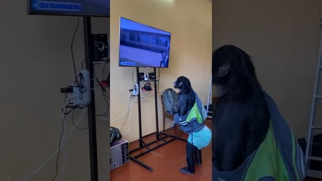 УЧЁНЫЕ будут В ШОКЕ! ШИМПАНЗЕ как ЧЕЛОВЕК внимательно смотрит ТВ и узнаёт себя на видео! смотреть онлайн