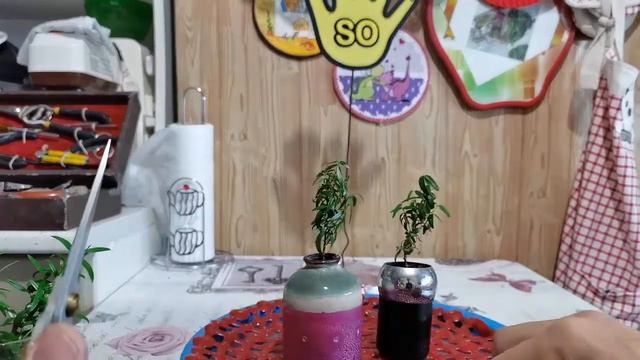 Небольшая стрижка небольших бонсай смотреть онлайн