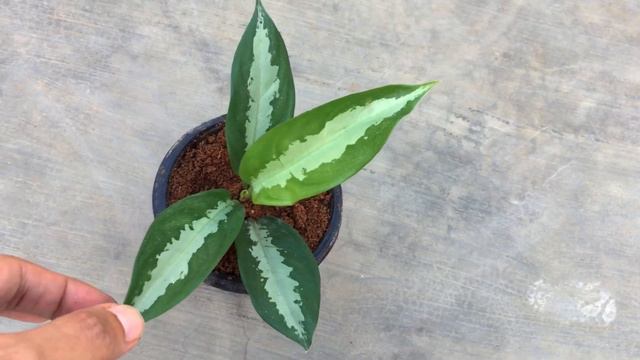 || AGLAONEMA GREEN BOWL || PLANT ARE TIPS || смотреть онлайн