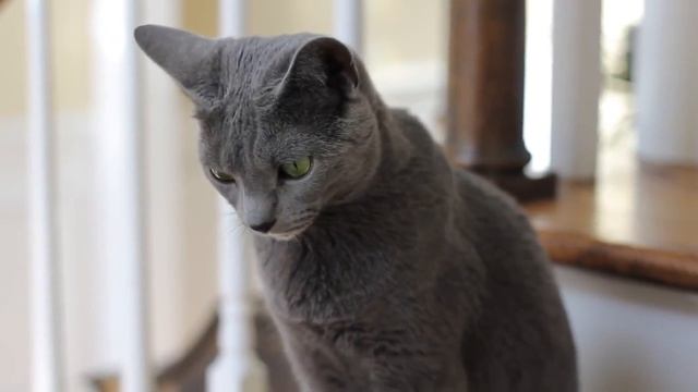 PetLife......Выбор котенка......Русская голубая..... смотреть онлайн