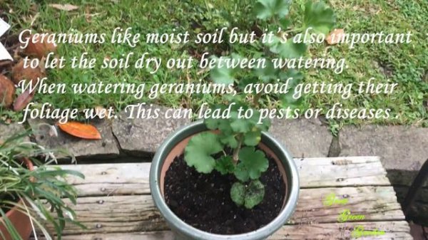 How to Grow and care Geraniums