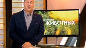 Наши гуси стали героями программы "Диалоги о животных"