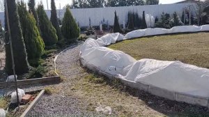 ЧТО ДЕЛАТЬ С ЧЕРЕНКАМИ ГОРТЕНЗИИ В МАРТЕ: ЗИМНИМИ И ЛЕТНИМИ | Уход за черенками: обрезка, перевалка