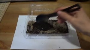 Как вырастить ГОЛУБУЮ ЕЛЬ из шишки?