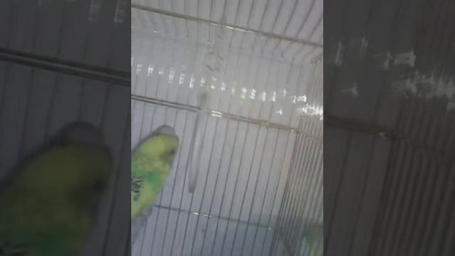 Волнистые попугаи смотреть онлайн