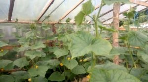 Огурец арктика в теплице