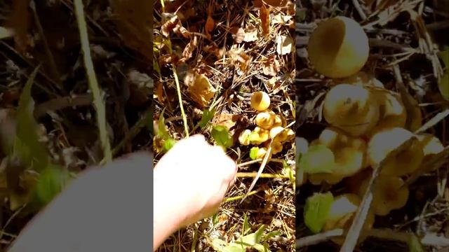 #походзаопятами #лес #грибы #опята #оченьмногогрибов смотреть онлайн