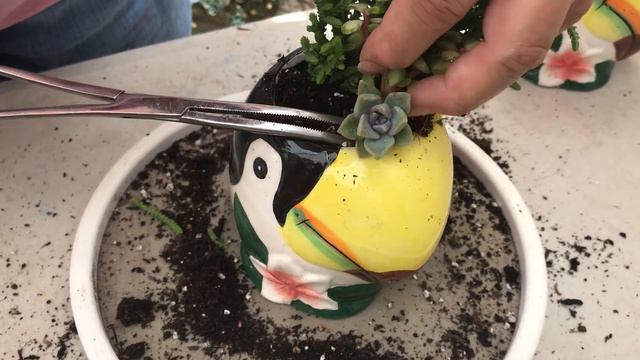 Succulent Arrangement in Two Toucan Planters 🌺 | Leaf and Designs | Suculentas del Dia смотреть онлайн