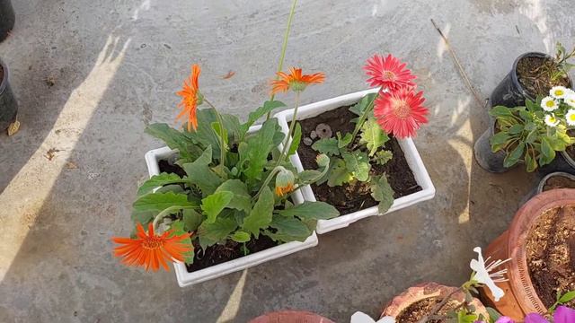 gerbera plant care || permanent plant gerbera || complete care of gerbera desi ||@surbhisplants7180 смотреть онлайн