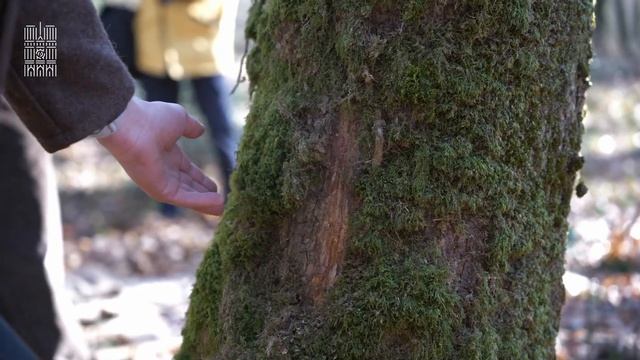 Coupe du dernier arbre nécessaire à la restauration des charpentes смотреть онлайн
