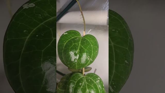 when you see that new leaf poppin 😍 смотреть онлайн