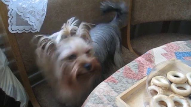 Пошли скорее на прививку!.AVI смотреть онлайн