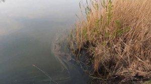 ЛОВЛЯ КАРАСЯ ВЕСНОЙ НА ФИДЕР ( пикер ) . ОСНАСТКА "УБИЙЦА КАРАСЯ" !