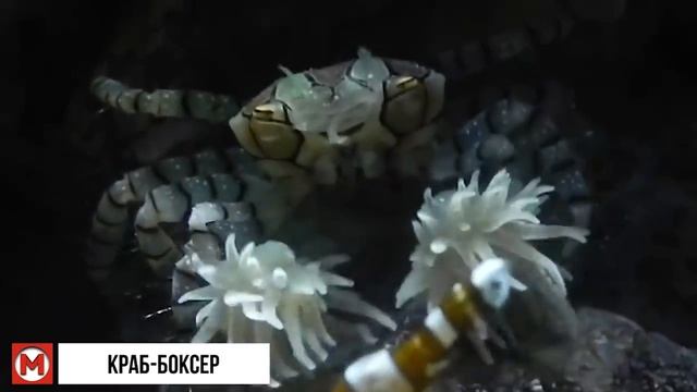Эти Животные Пошли на Все, чтобы Выжить! Топ 10 смотреть онлайн
