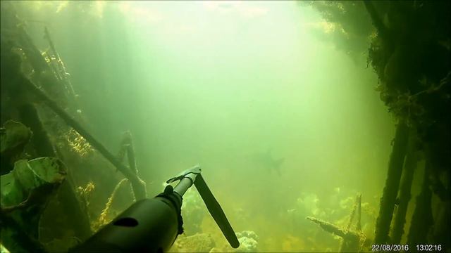 Подводная охота отпуск 2016 часть 2 (spearfishing vacation 2016 part 2) смотреть онлайн