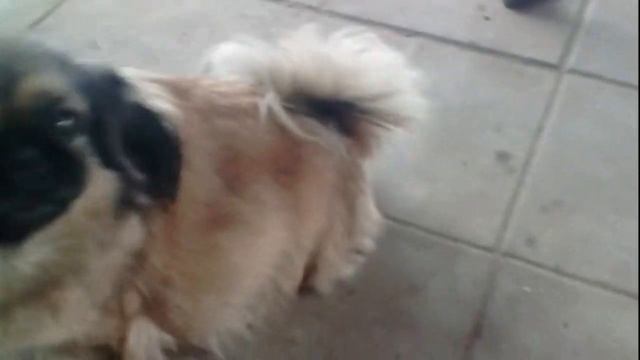 Домашние животные смотреть онлайн