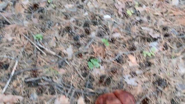 Боровики mushrooms смотреть онлайн