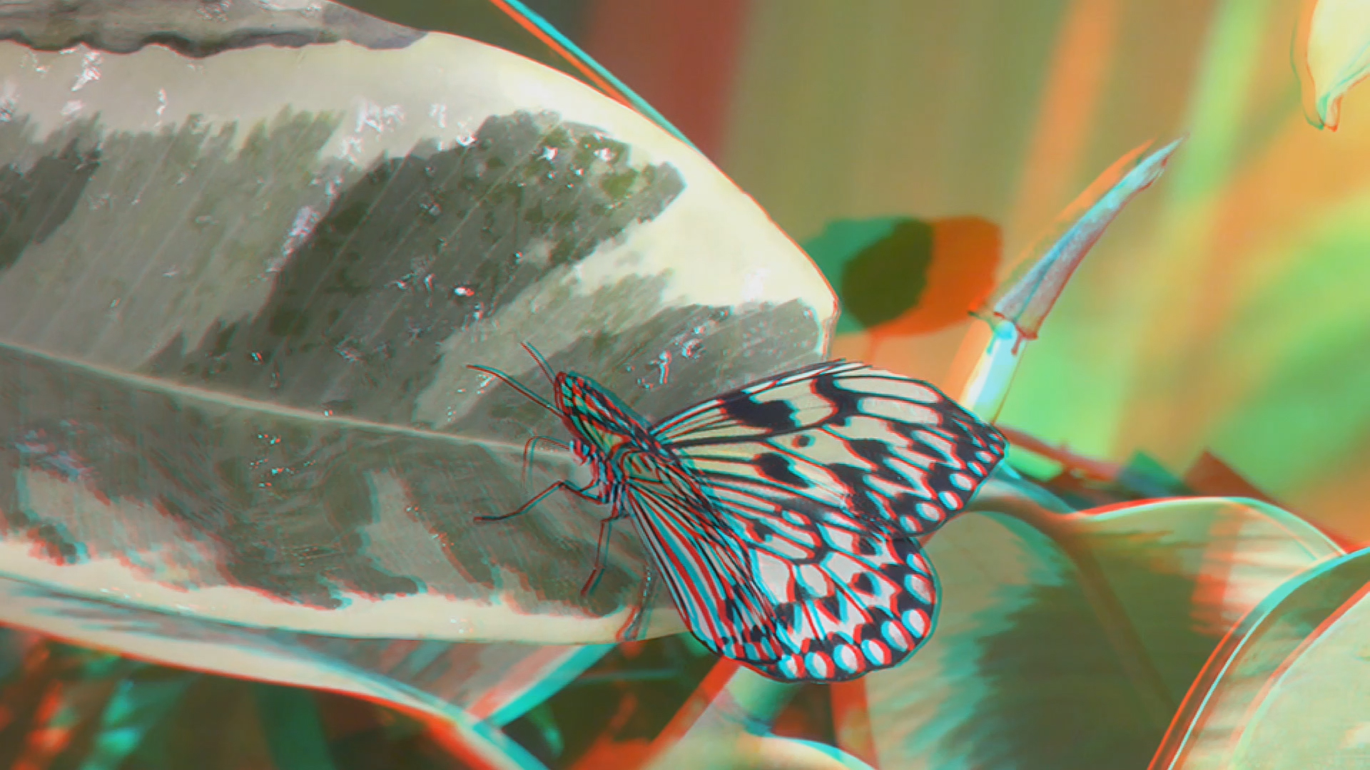Бабочки 3D анаглиф Full HD