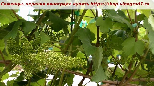 ГФ винограда Памяти учителя, селекция Павловского, тип цветка, размер соцветий