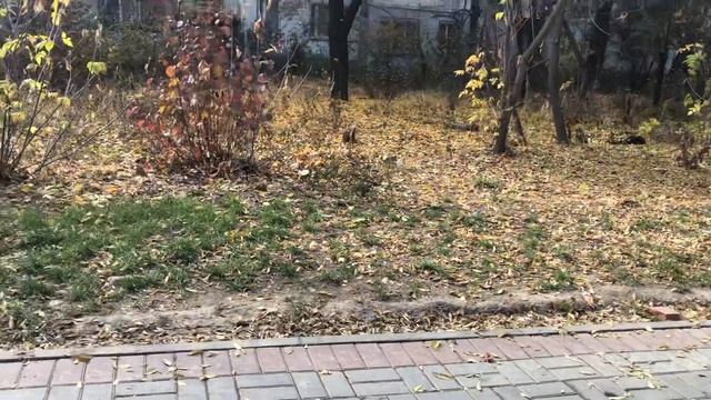 Алматы.Осенний листопад.