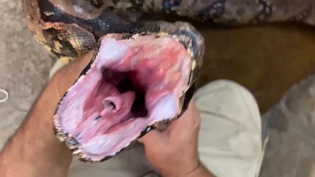 Эта Гигантская Змея Побила Все Рекорды! Самые Огромные Змеи в Мире... смотреть онлайн