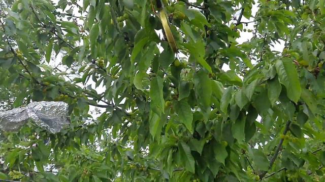 Все для дачи и дома. Как защитить плодовый сад от прожорливых птиц. смотреть онлайн