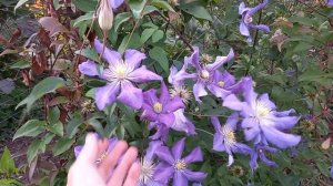 Клематис Президент