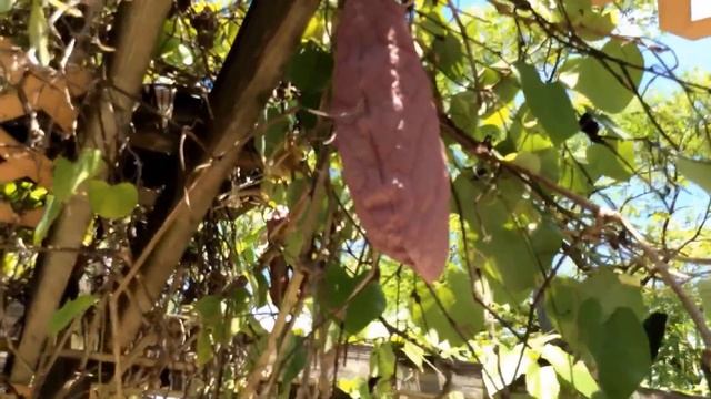 Aristolochia ( Dutchman's pipe ) смотреть онлайн