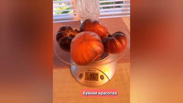 Наши новинки редких сортов томатов на 2023 год смотреть онлайн