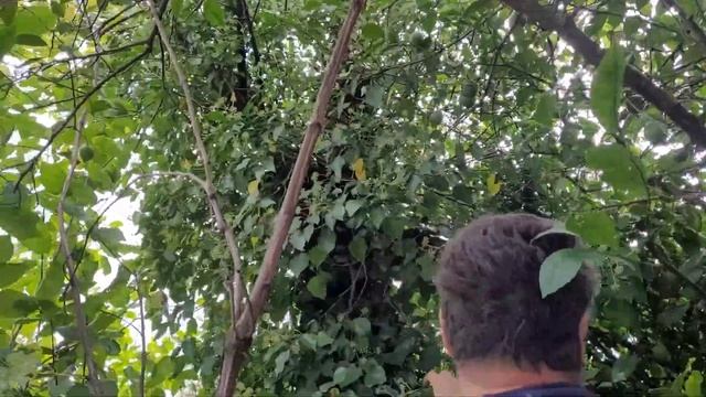Дом в Грузии. Часть 13. Богомол, ящерица и другие находки в саду смотреть онлайн