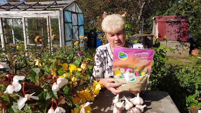 Посадка Чеснок Осенью. Сорт Подмосковный и Комсомолец. смотреть онлайн