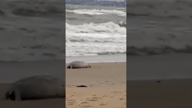 ГИБЕЛЬ ТЮЛЕНЕЙ НА КАСПИЙСКОМ МОРЕ . смотреть онлайн